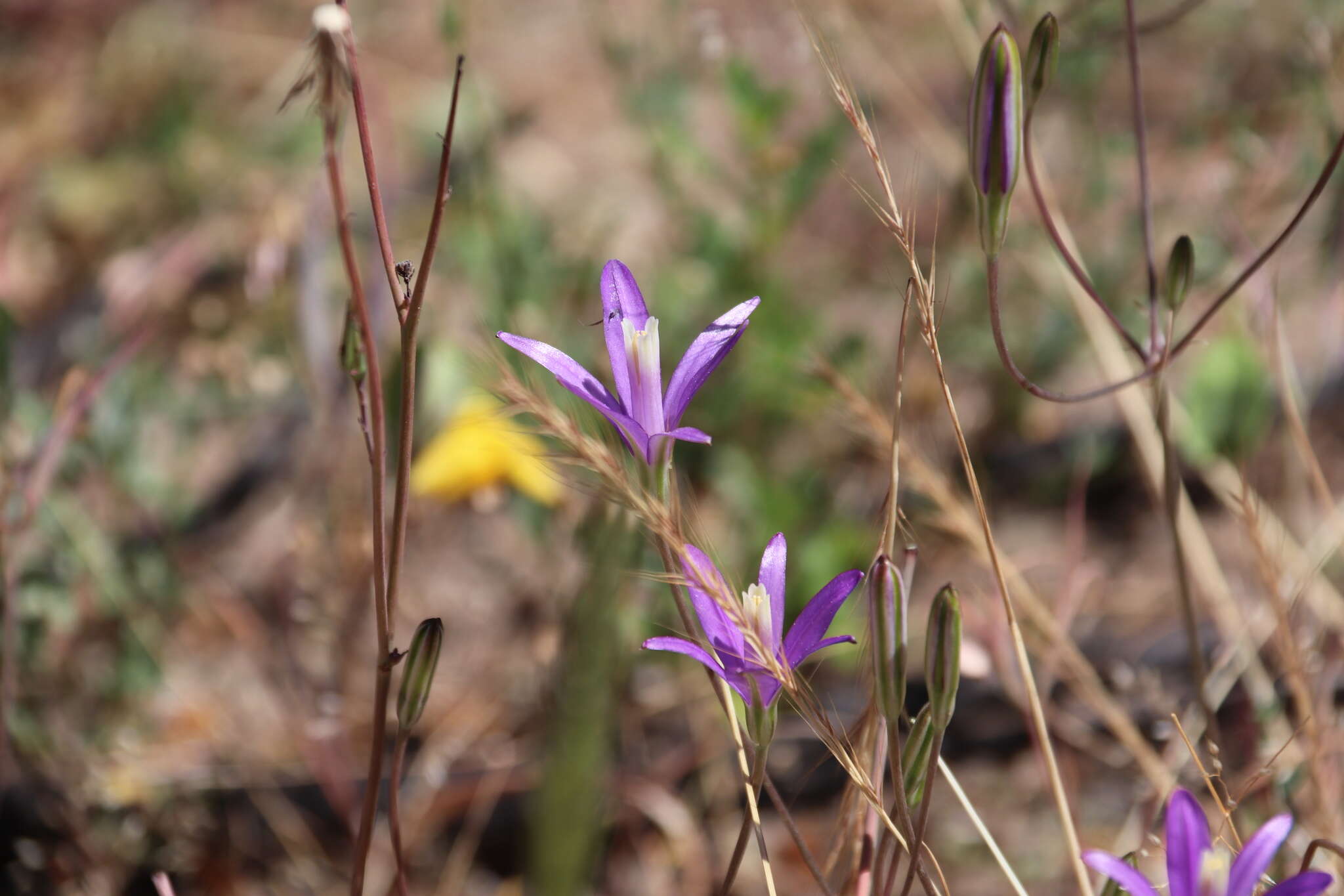 Image of California brodiaea