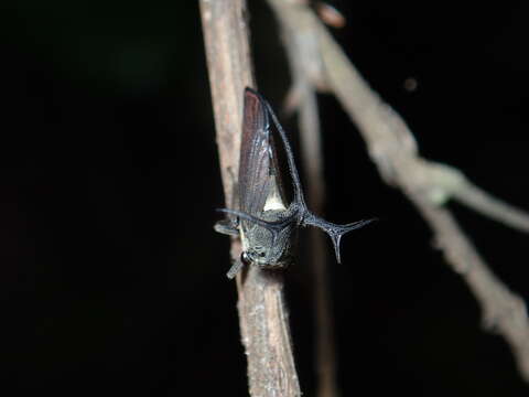 Imagem de Elaphiceps cervus Buckton