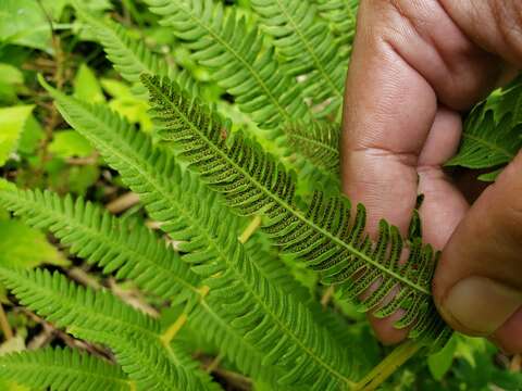 Image of Balbis' Maiden Fern