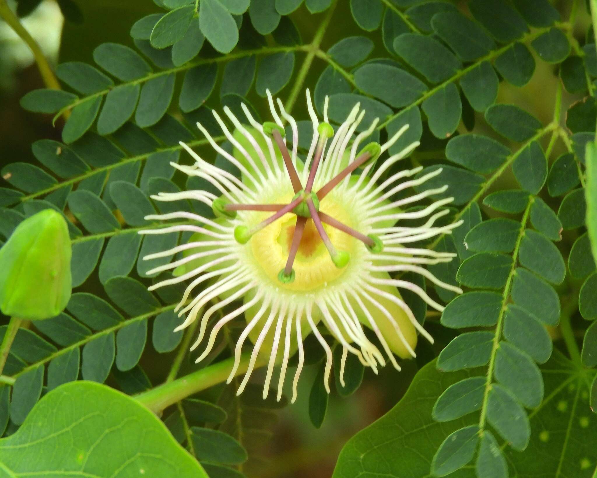 Image of Mexican passionflower