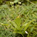 Sivun Herminium josephi Rchb. fil. kuva