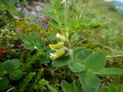 Image of tundra milkvetch