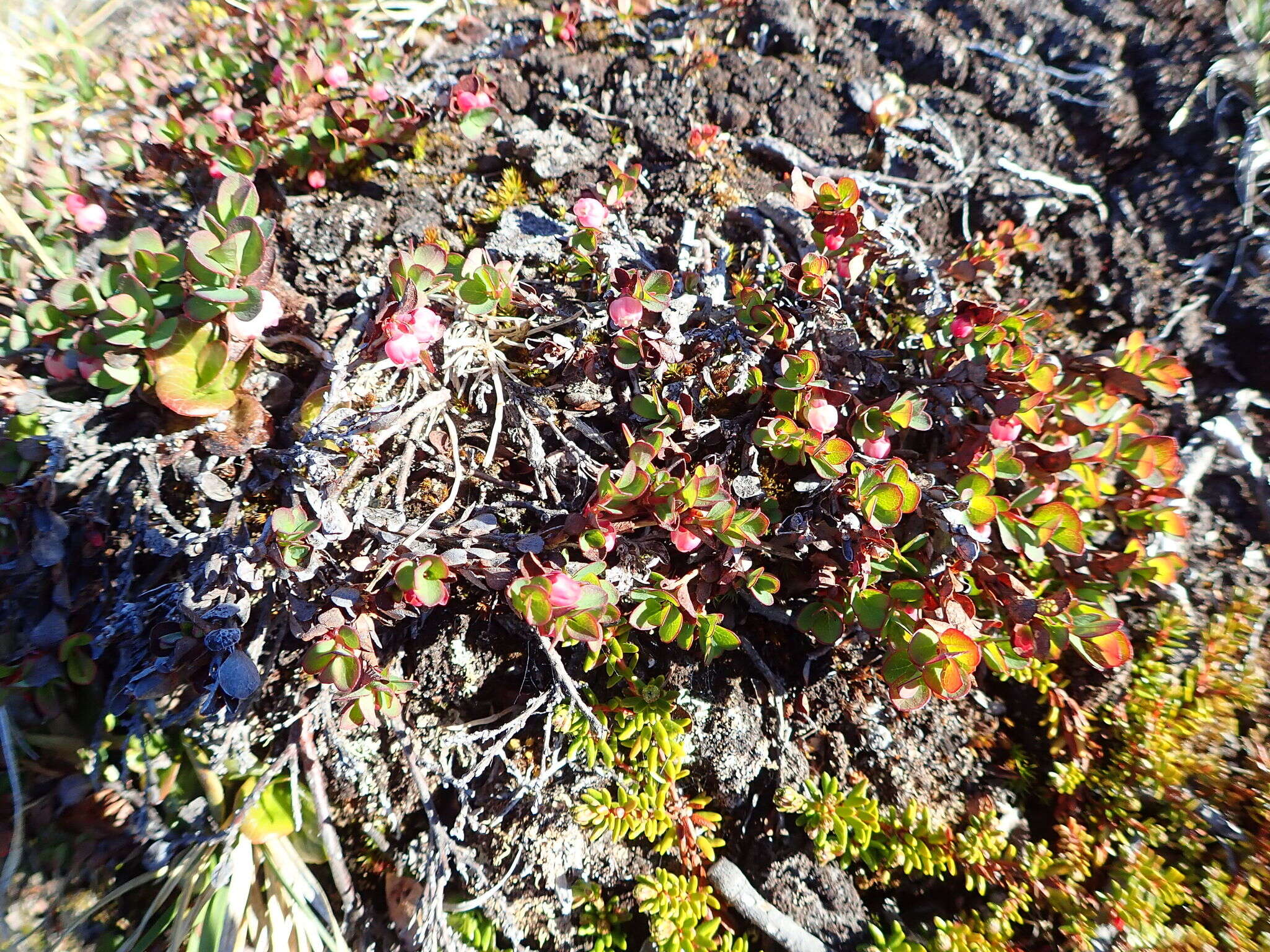 Vaccinium uliginosum subsp. microphyllum Lange的圖片