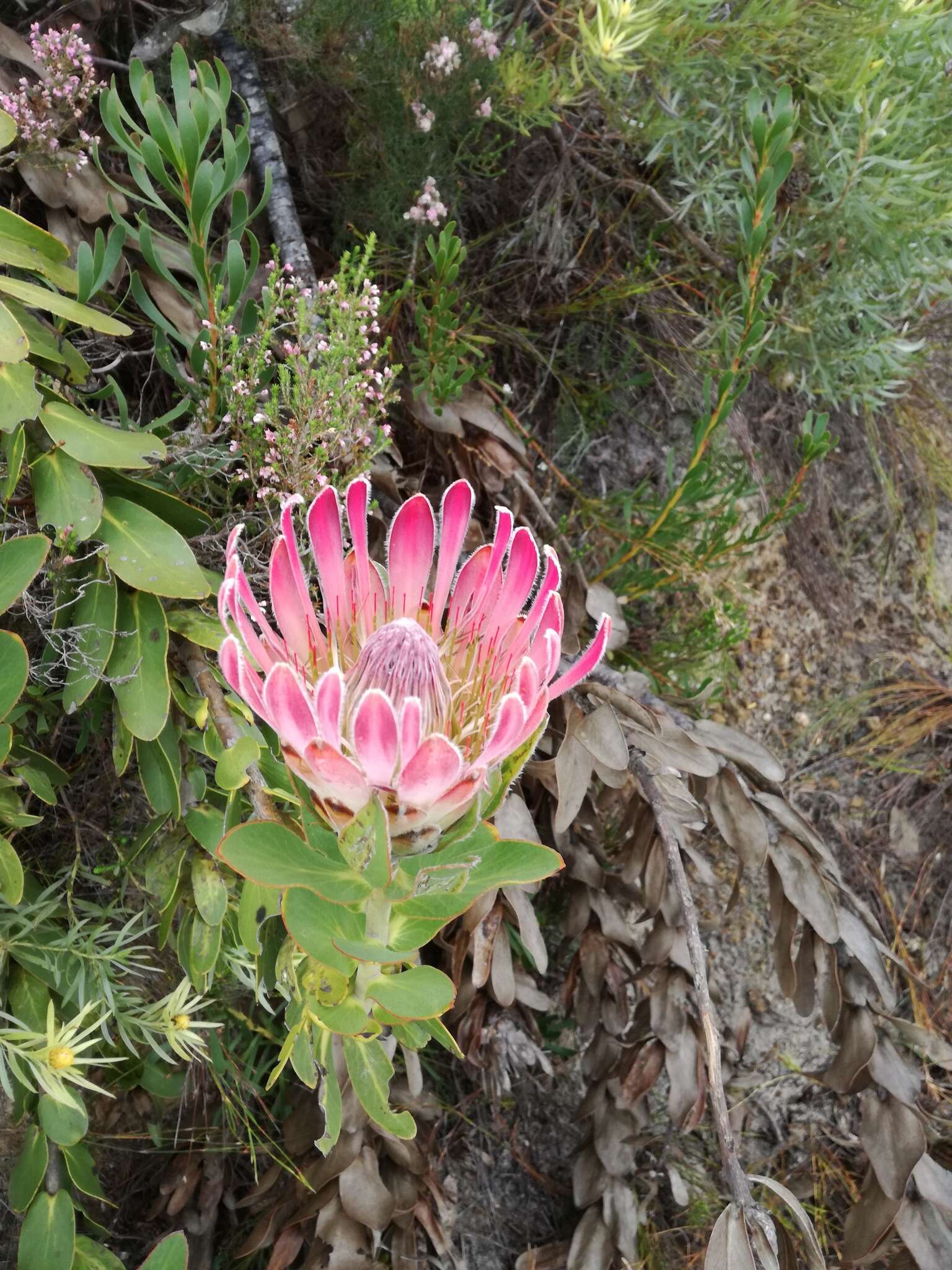 Image of Bot River protea