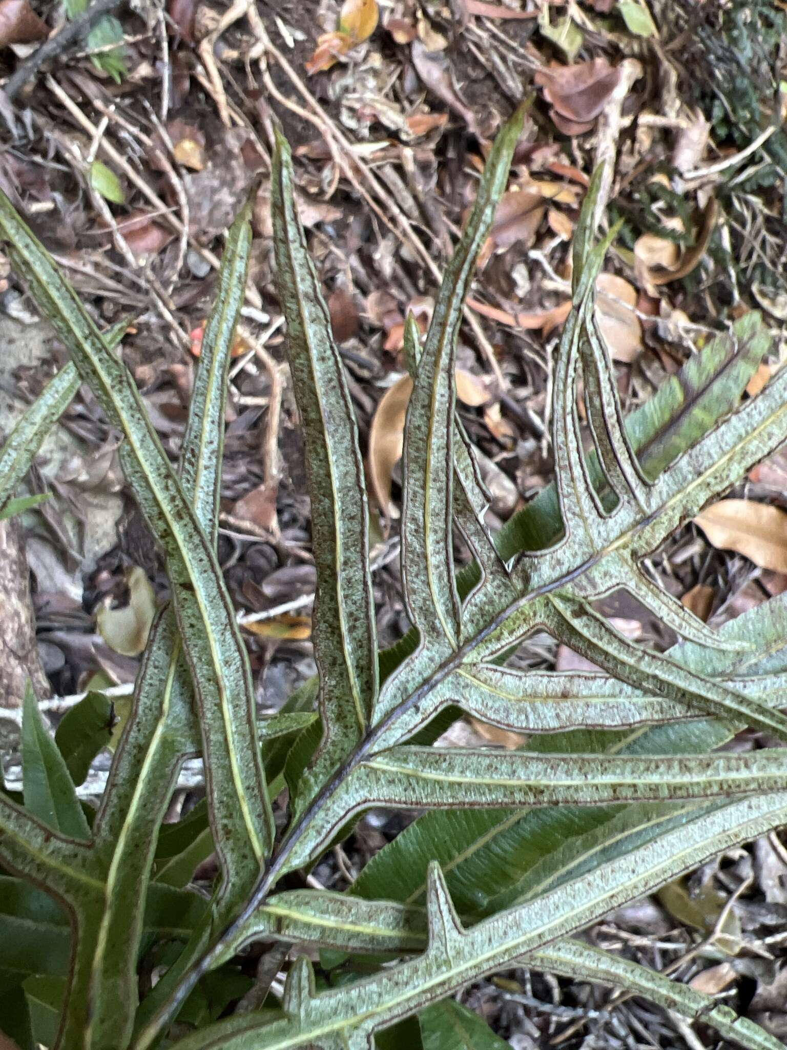 Sivun Pteris hillebrandii Copel. kuva