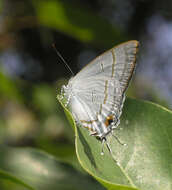 Image of Hypolycaena erylus himavantus Fruhstorfer 1912