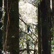 Image of Eastern Rosella