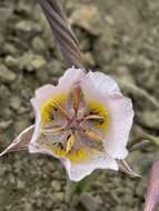 Image de Calochortus persistens Ownbey