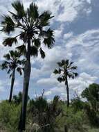 Image of palmyra palm