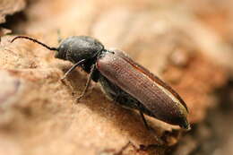 Image of Black Spruce Borer