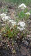 Image of Little River Canyon onion