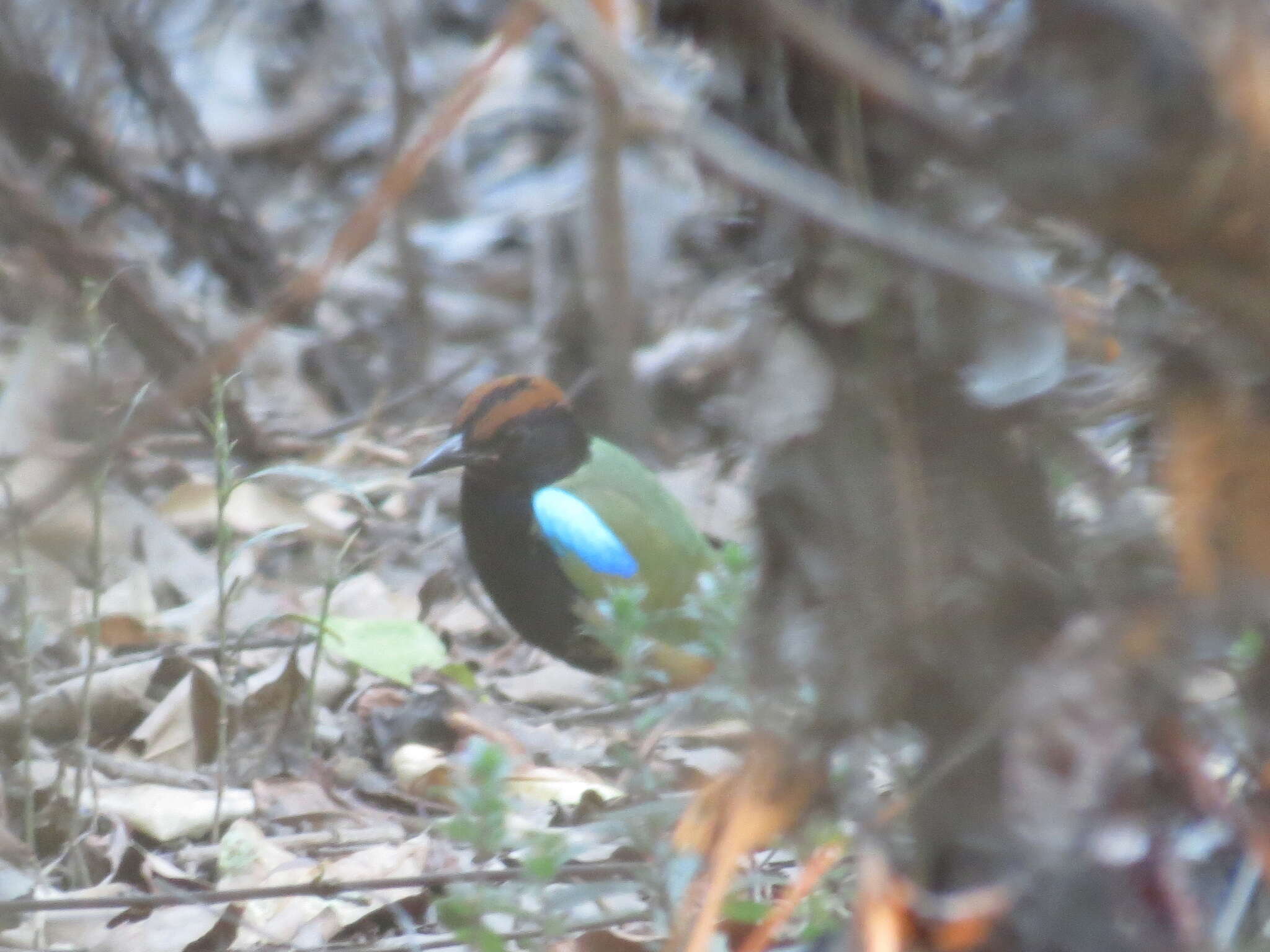 Image of Rainbow Pitta