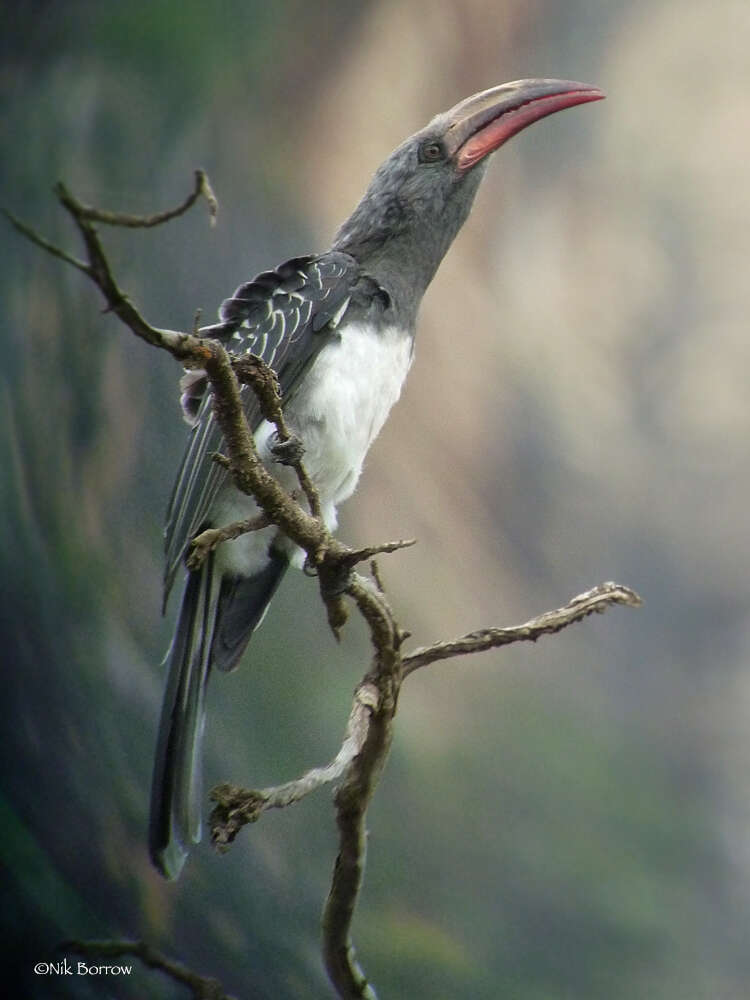Image of Hemprich's Hornbill