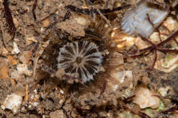 Image of Anthopleura anjunae Den Hartog & Vennam 1993