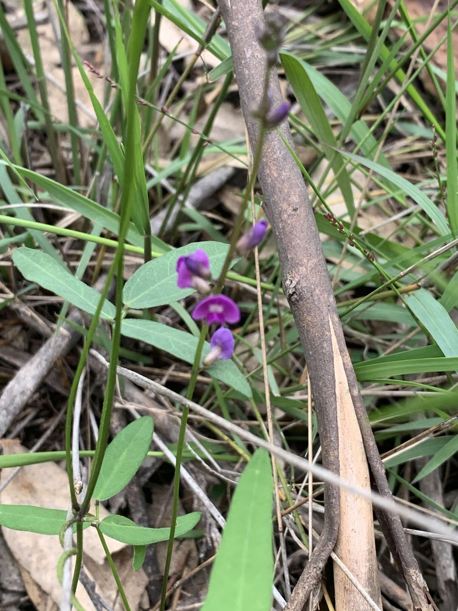 Glycine clandestina Wendl. resmi