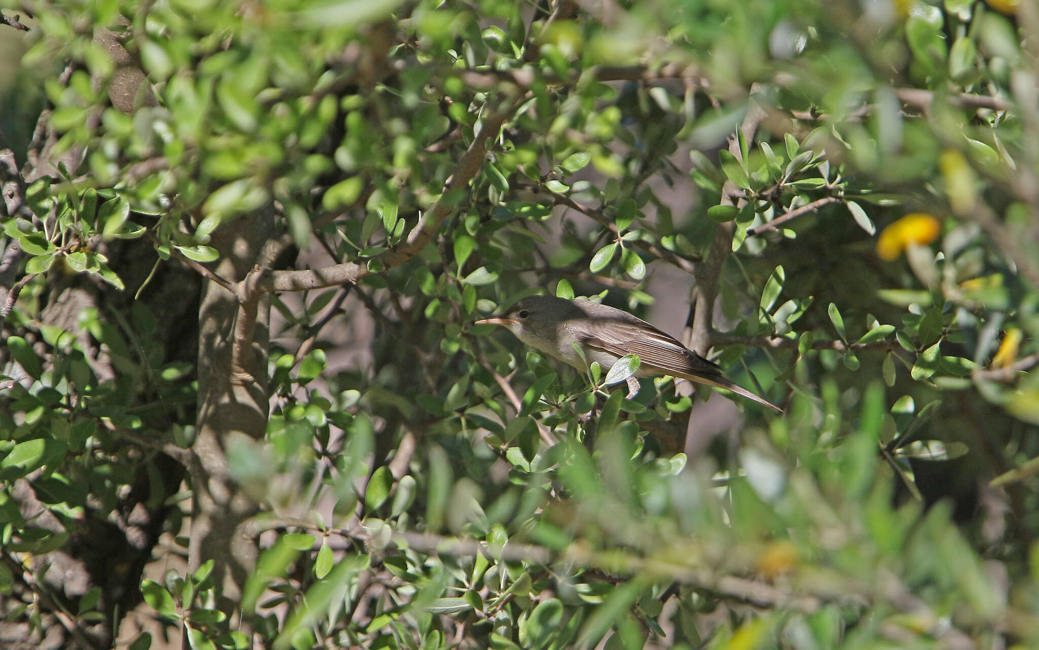 Image of Olive-tree Warbler