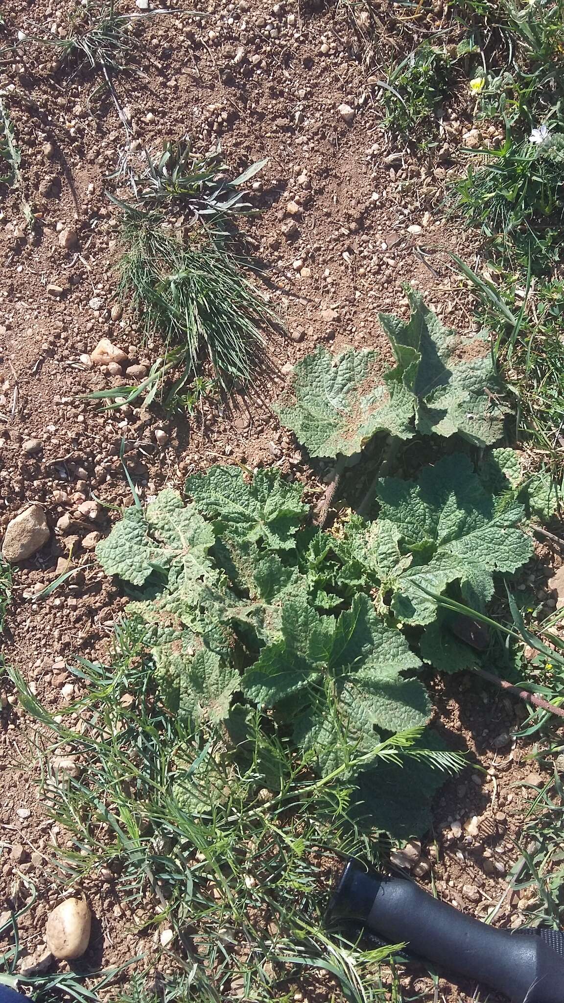 Image of Alcea rugosa Alef.