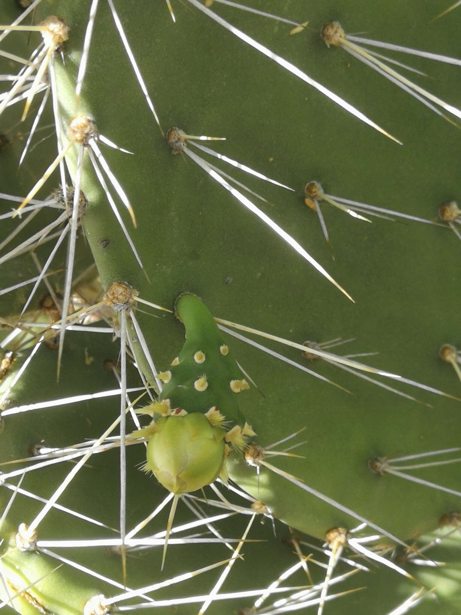 Image of Opuntia caracassana Salm-Dyck