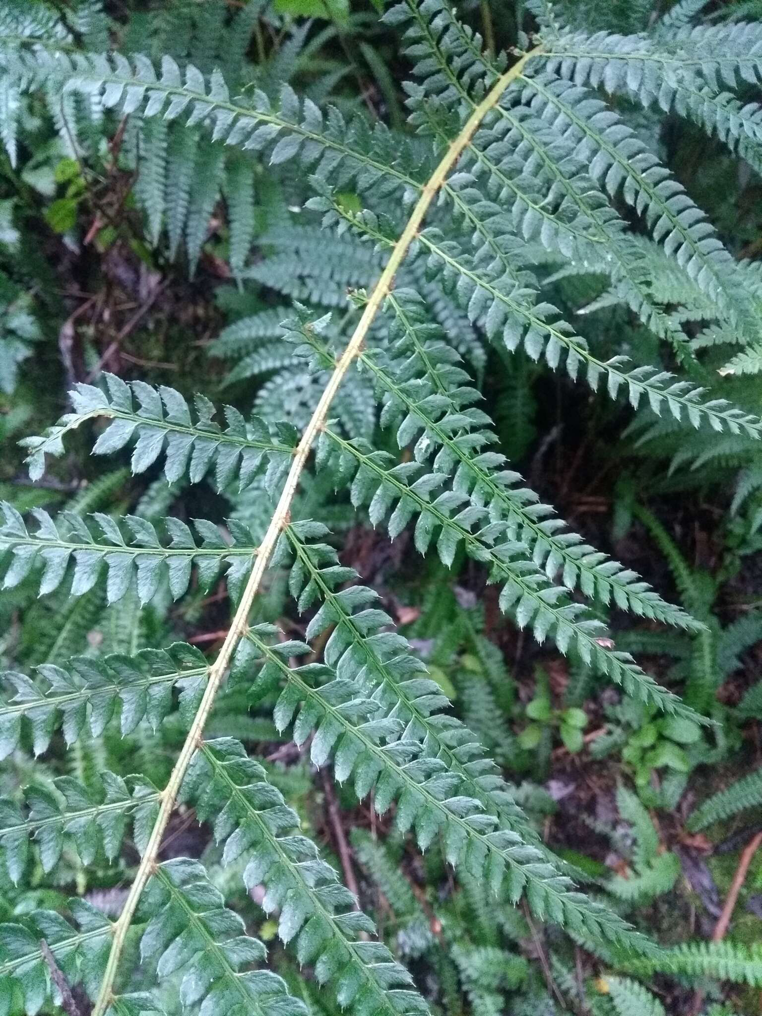 صورة Polystichum montevidense (Spreng.) Rosenst.