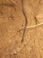 Image of Oaxacan Graceful Brown Snake