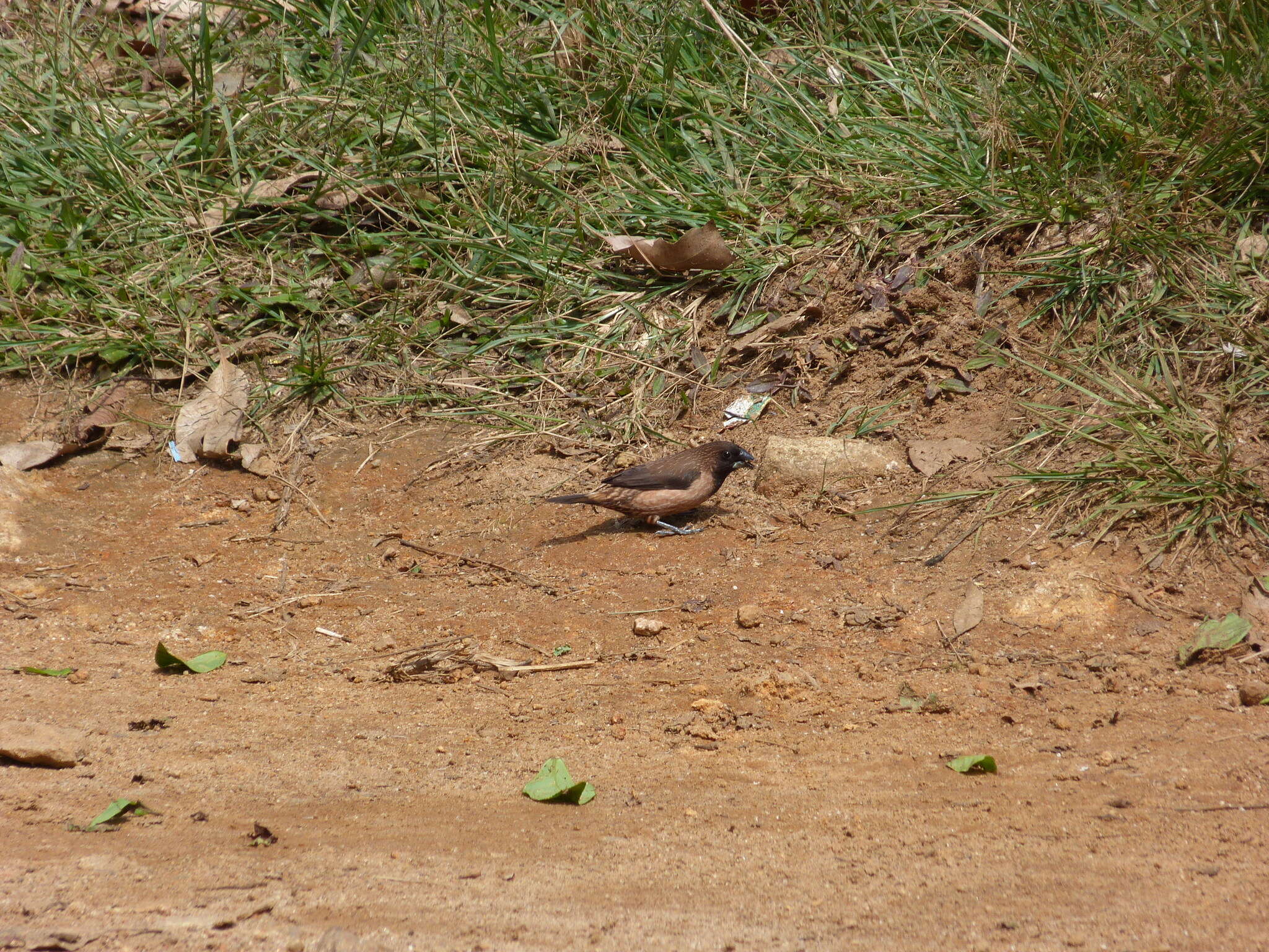 Image of Black-throated Munia