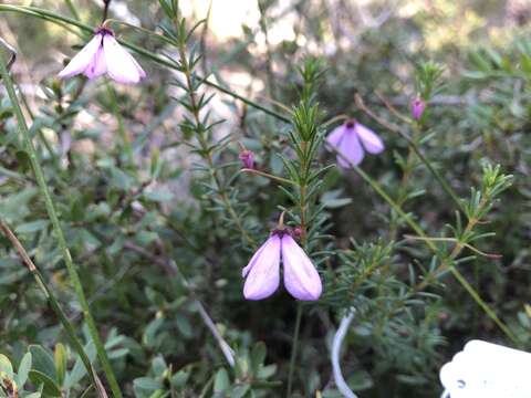 Image of Tetratheca ericifolia Sm.