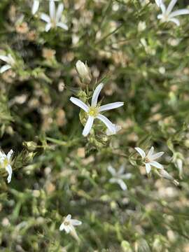 Image of Meadow Valley sandwort