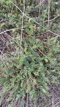 Слика од Sanguisorba minor subsp. balearica (Bourg. ex Nyman) Mu