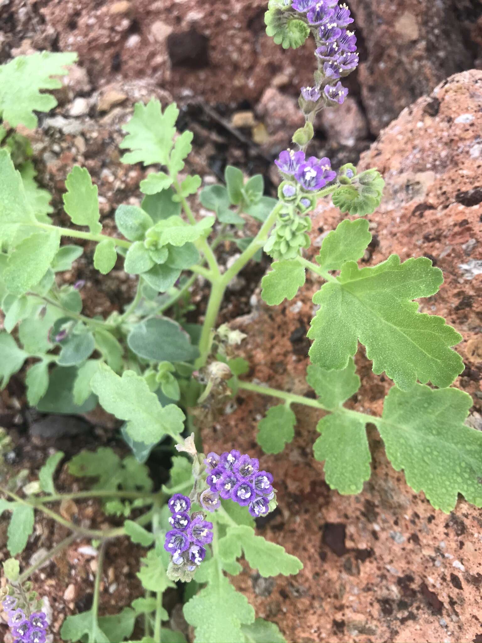 Phacelia scariosa Brandegee的圖片