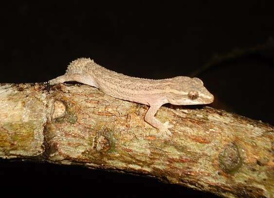 Image de Hemidactylus brasilianus (Amaral 1935)