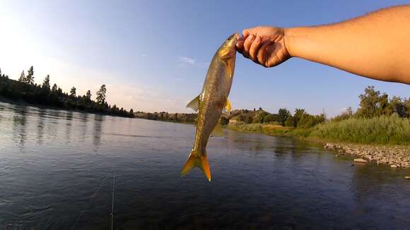 Image of Northern Pikeminnow