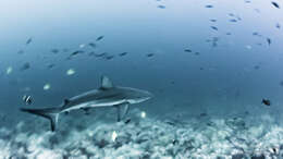 Image of Galapagos Shark