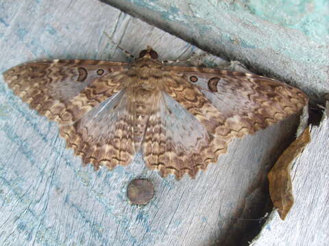 Image of Feigeria scops