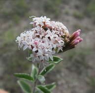 Stevia tomentosa Kunth resmi