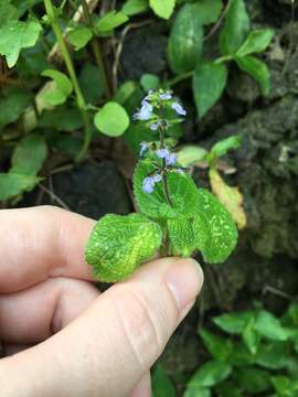 Imagem de Salvia tiliifolia Vahl