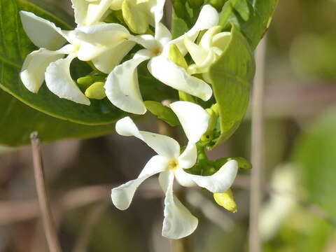 Imagem de Tabernaemontana solanifolia A. DC.