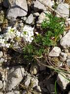 Image of alpine hutchinsia