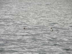 Image of Silvery Grebe