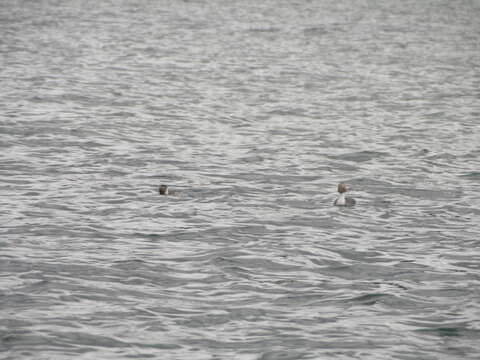 Image of Silvery Grebe