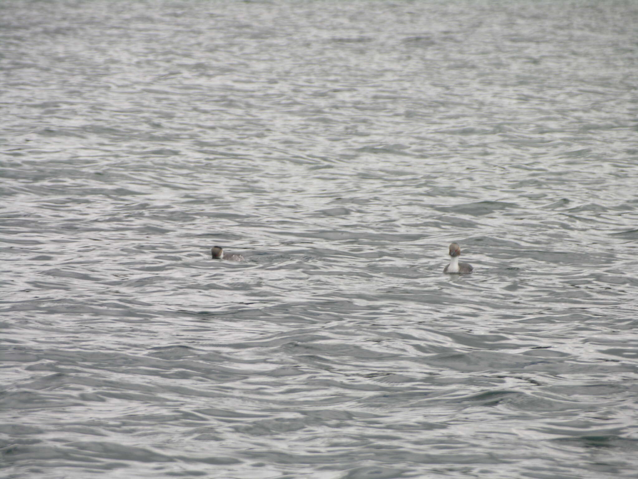 Image of Silvery Grebe