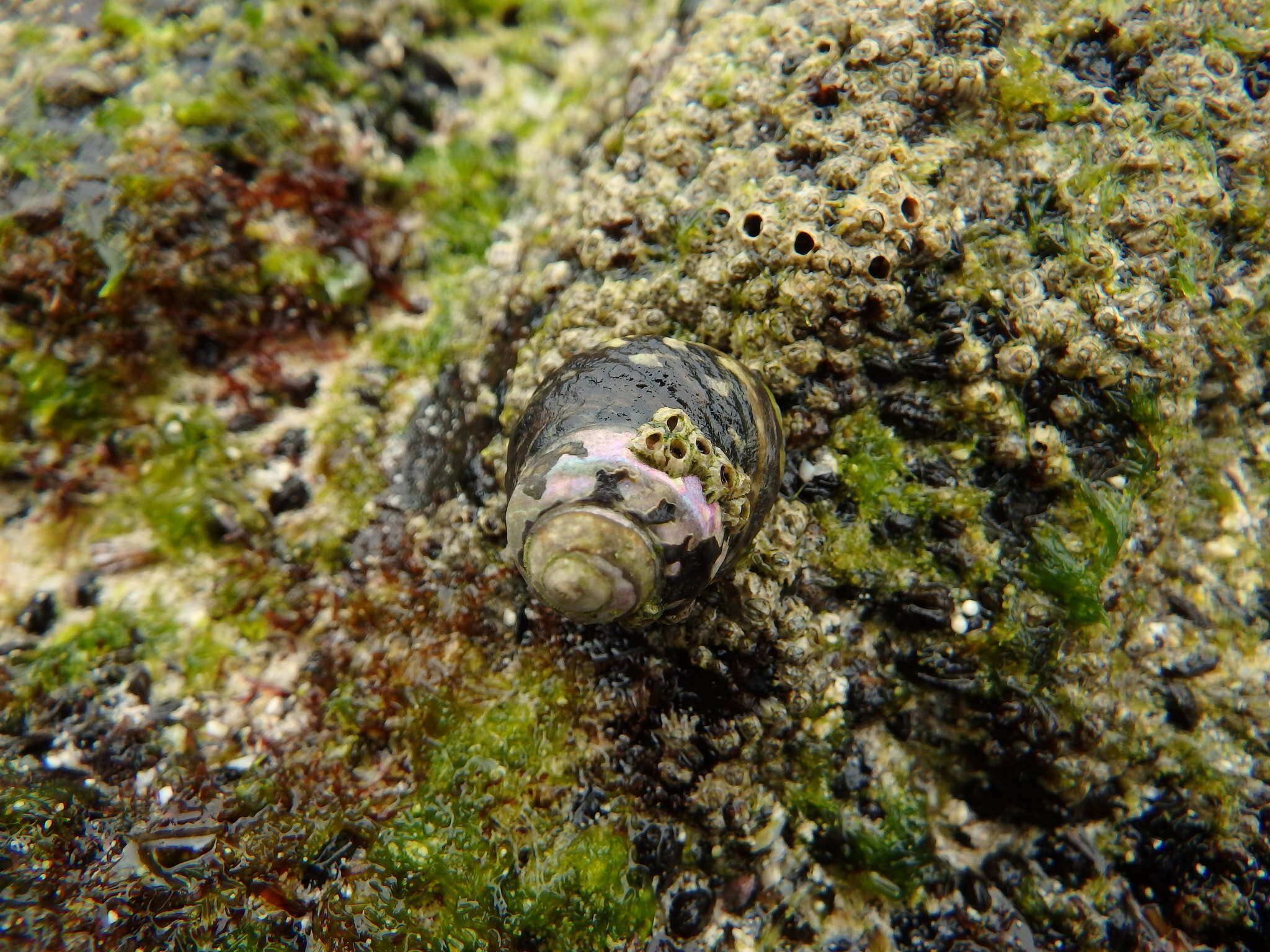 Image of Phorcus mariae Templado & Rolán 2012