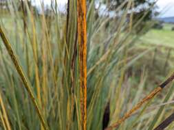 Image of Root rot