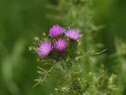 Image de Carduus carpetanus Boiss. & Reut.