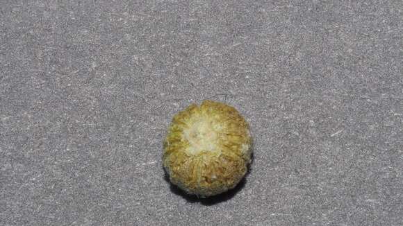 Image of Carrizo Creek globemallow