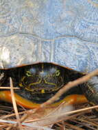 Image of Florida Cooter