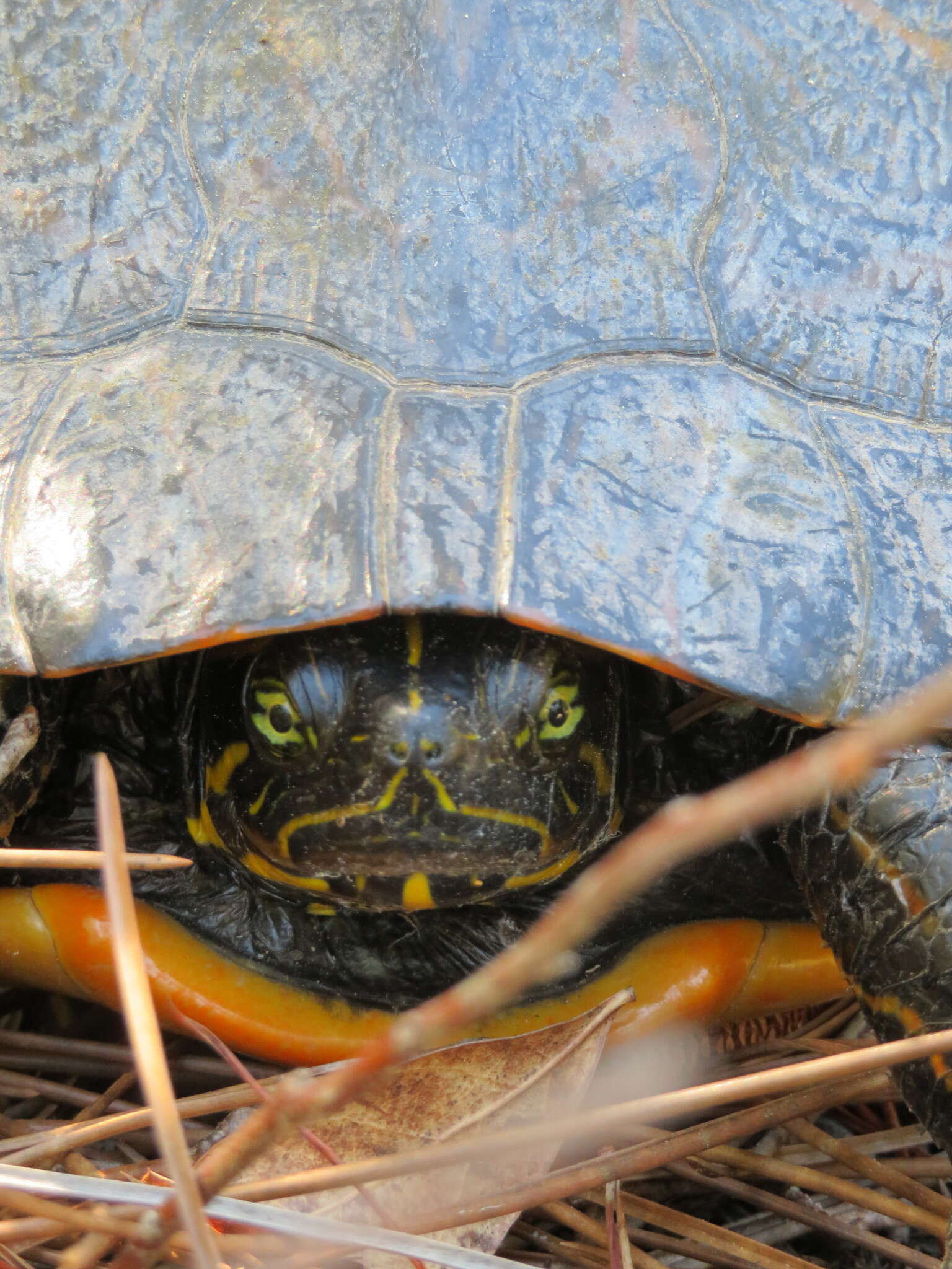 Image of Florida Cooter