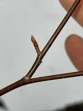 Image de Eriophyes betulae Nal.