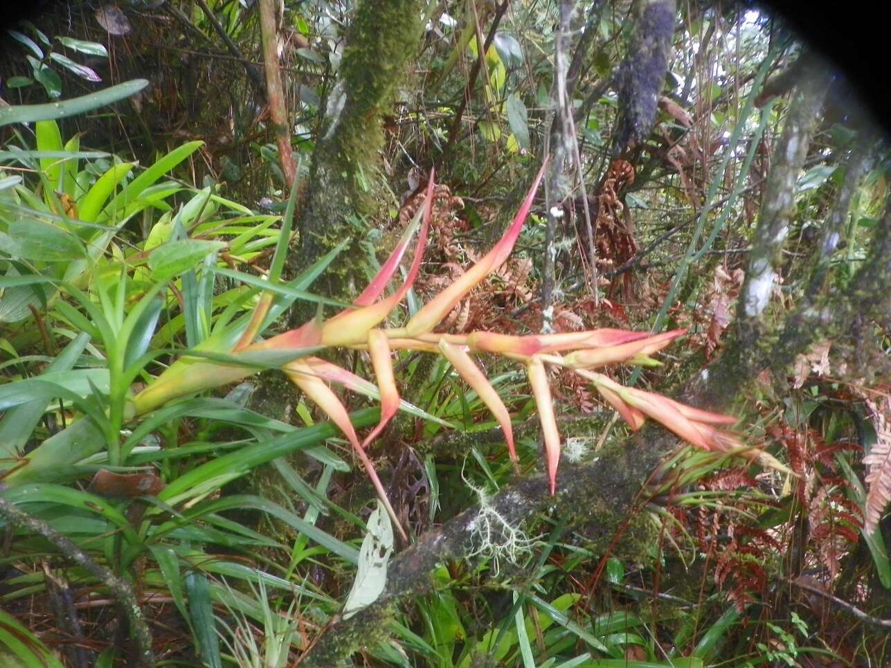 Image of Tillandsia standleyi L. B. Sm.