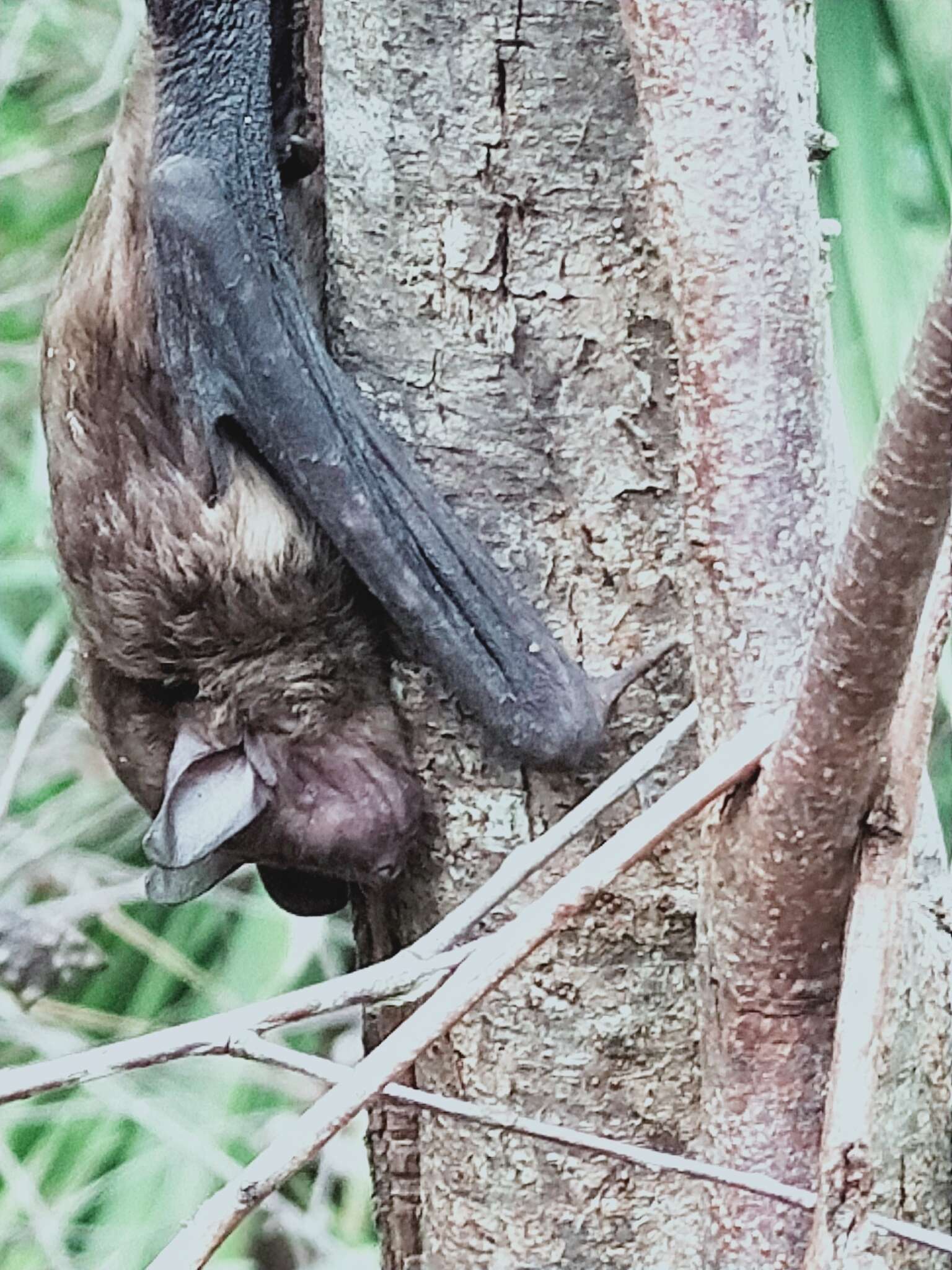 Image of Greater Broad-nosed Bat