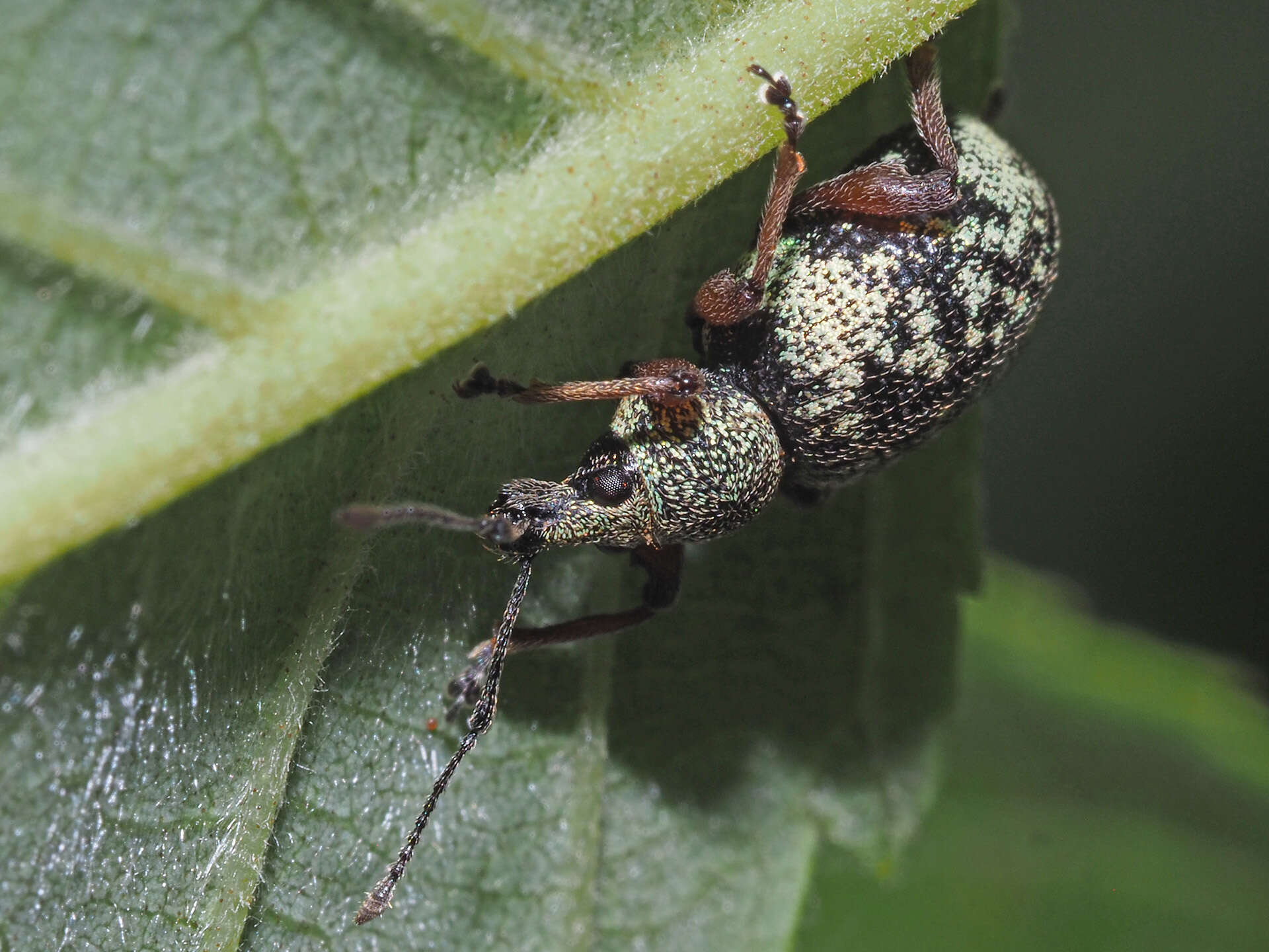 Imagem de Otiorhynchus (Majetnecus) lepidopterus (Fabricius 1794)